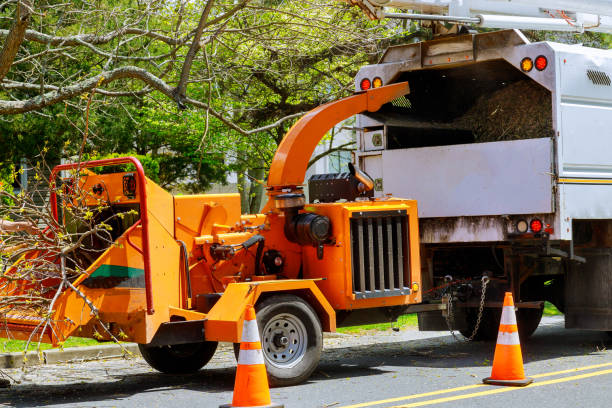 Best Stump Grinding Near Me  in USA